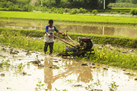 Membajak sawah