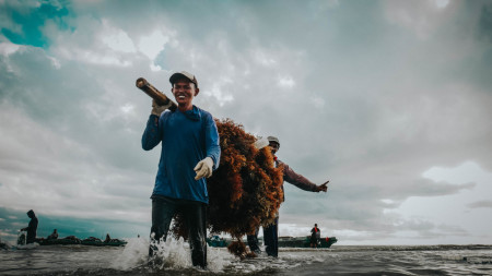 Bahagia Panen Pertama Rumput Laut