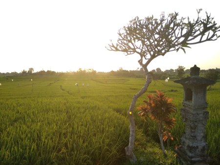 Senja di Subak Sembung