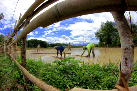 Proses Meratakan Tanah di Perkampungan adat Nagari Sijunjuang