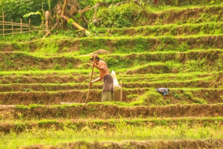 Sang Tulang punggung