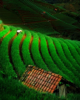 Merawat kebun bawang