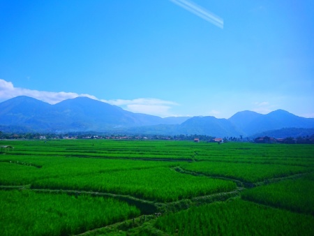 Sawah membentang