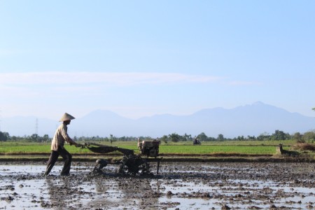 membajak sawah