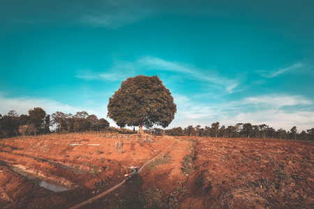 Pohon jengkol yg berdiri kokoh