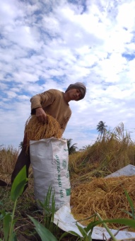 Panen padi/banih