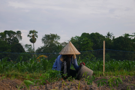 Petani Cabai