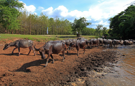 Habis Mandi