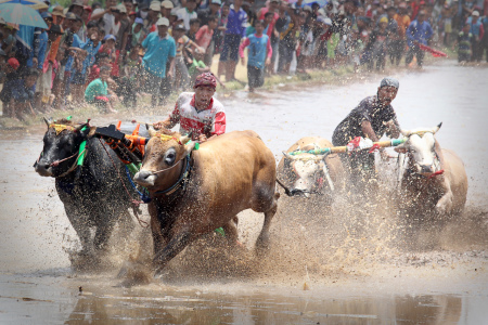 Karapan Sapi Brujul