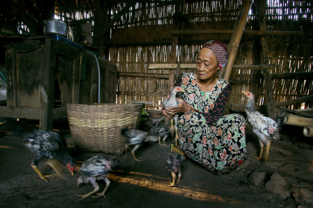 PECINTA AYAM