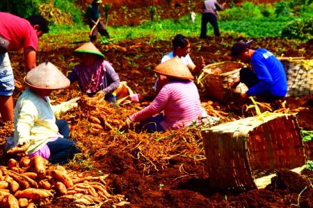 Panen Ubi Cilembu