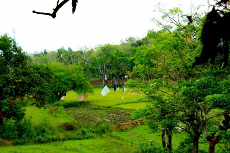 Sawah tetangga