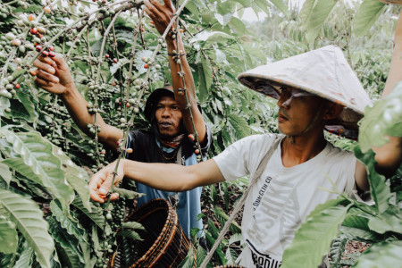 Petani kopi desa Liwa Lampung Barat