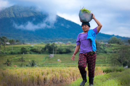 Keseharian ibu petani