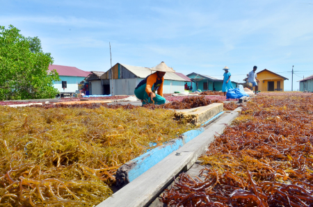 PETANI RUMPUT LAUT