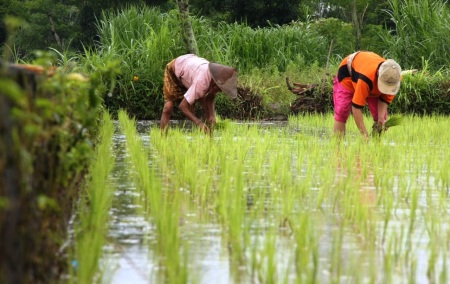 Petani Kembali Tanam Padi