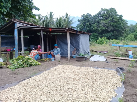 PANEN KACANG