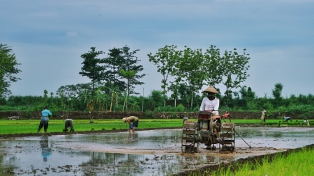 Bajak Sawah