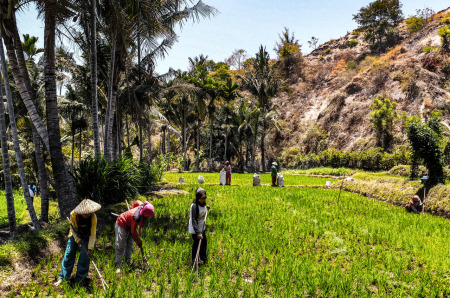 Petani Generasi Non-Milenial