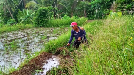 Petani