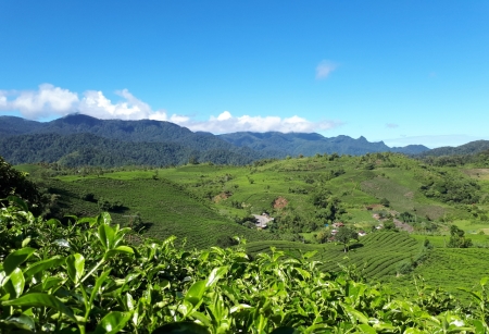 Kebun teh organik gunung talang