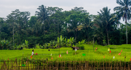 Menghalau Burung