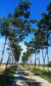 Jalan sawah yang asri