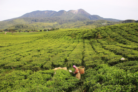 Kebun teh berlatar gunung talang