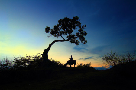 Mengembala Kerbau di Bukit Beta