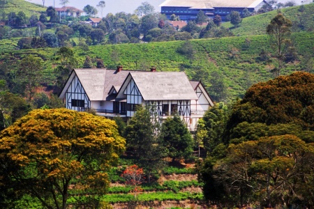 Villa ditengah perkebunan teh