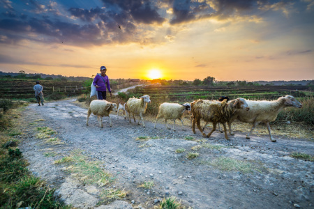 ternakku hidupku