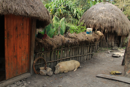 Rumah Honai Papua