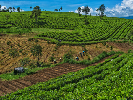 Semangat Petani Kebun Teh Pangalengan