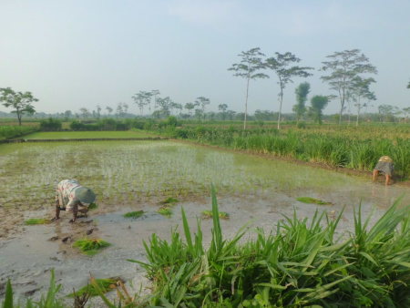 Tanam Padi