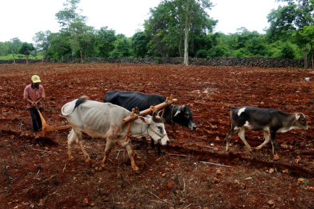 GARAP LADANG DENGAN SAPI