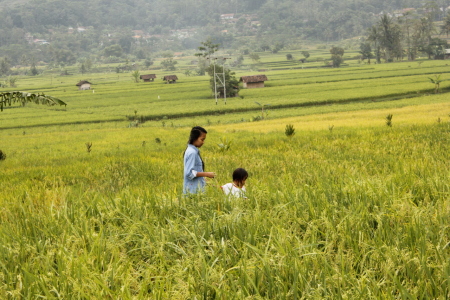 Anak kota bermain di Sawah