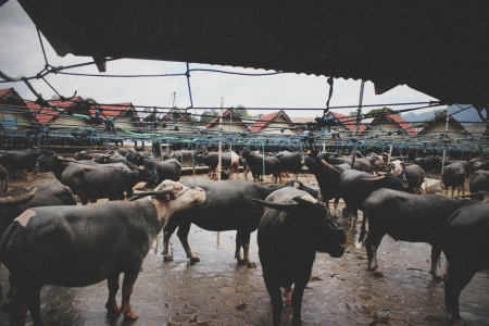 PASAR KERBAU TERBESAR DI DUNIA