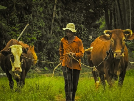 Pulang menggembala sapi