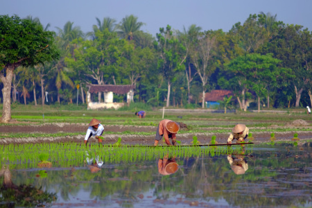 Menanam Padi Pakai Bambu