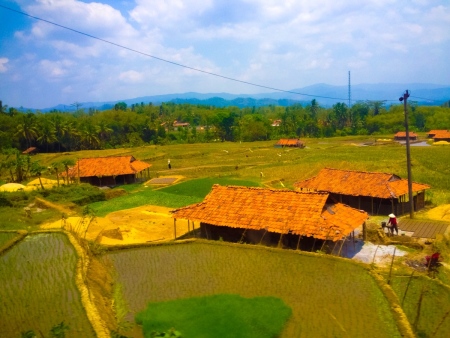 Keindahan Sawah Indonesia