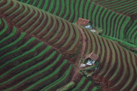 Ladang bawang Argapura