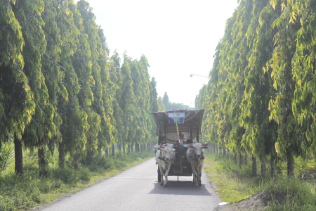 Transportasi Tempoe Doloe