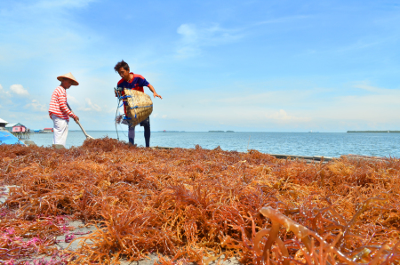 PETANI RUMPUT LAUT