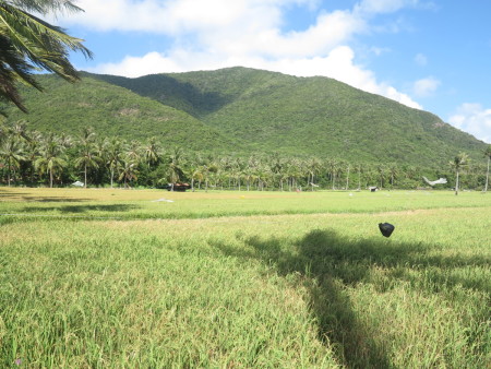 Ada sawah di Karimunjawa