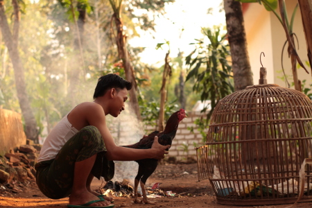 Si anak desa peternak ayam