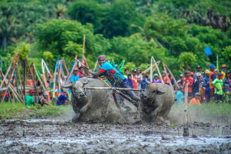 Karapan Kerbau