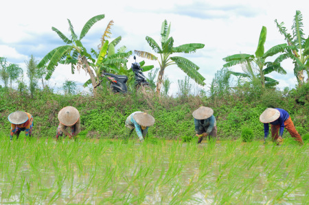 Menanam padi di sawah pinggir jalan