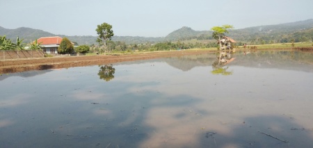 Rumah Pinggir Sawah