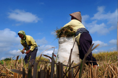 Petani dan Sawah