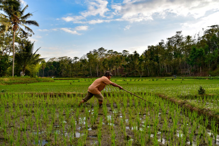 Mencabut gulma di sela-sela padi